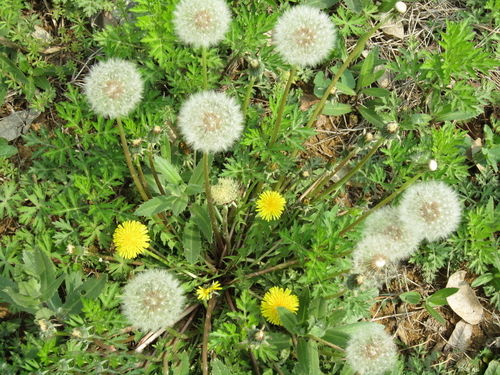 真假蒲公英图片对比