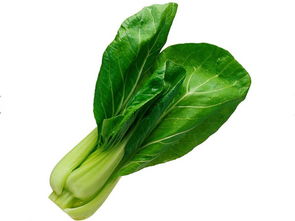 青菜大全 种类