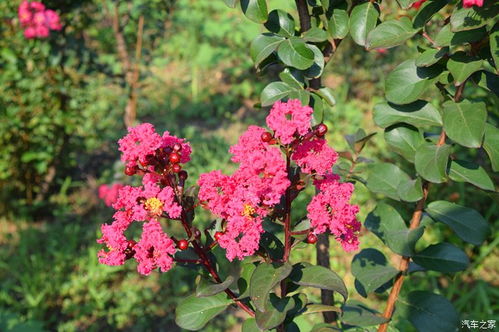 千日红花图片,花无百日红,人无再少年,下一句是什么