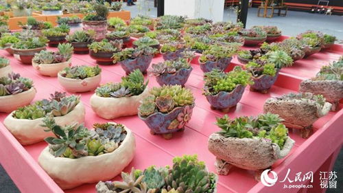 花乡沭阳网教师资格证考试通知