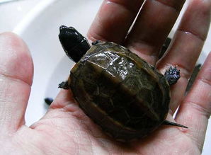 怎样养龟,草龟怎么养长得快