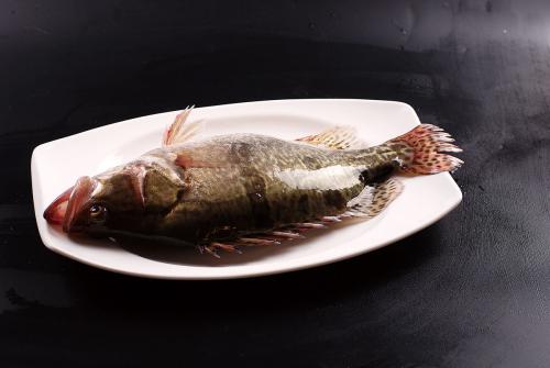 桂鱼和鲑鱼的区别是什么，桂鱼和鲑鱼的区别在哪里