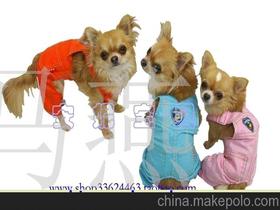 宠物服装设计速成班,宠物服装批发市场