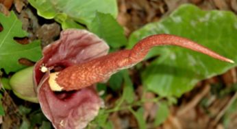 蒟蒻和果冻有什么区别啊？？