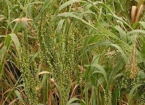 五谷“黍、稷、麦、菽、稻”分别指什么？