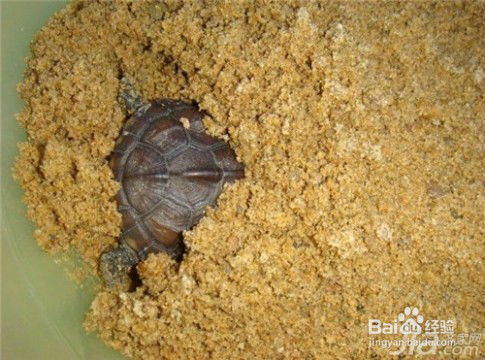 怎样养龟,草龟怎么养长得快