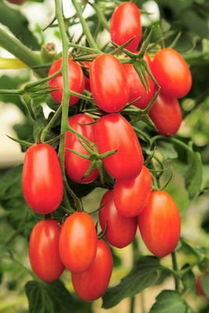 番茄品种大全及名字