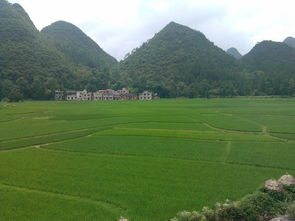 碧绿的田野好像什么造句