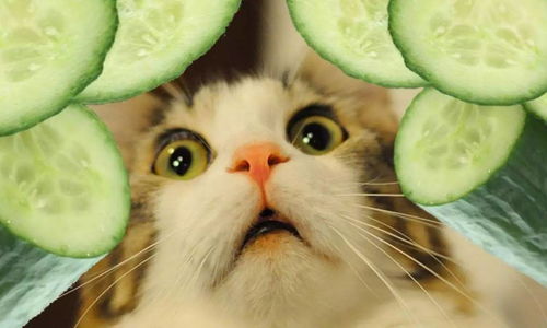 为什么猫会怕黄瓜？