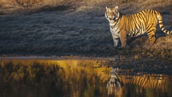 洪水猛兽是什么意思