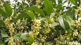 该怎么种桂花树的种子