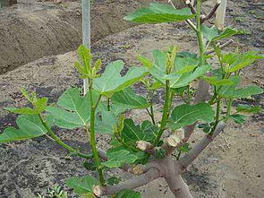 无花果树修剪图解 冬季