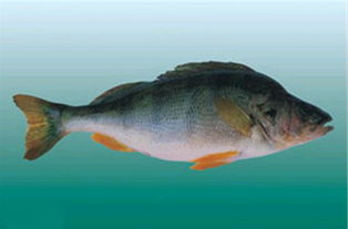 河鲈鱼,河鲈鱼和海鲈鱼哪个好