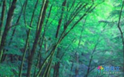 森林防火600字作文初中生