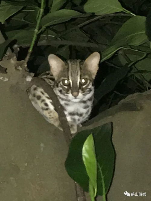 野生保护动物有哪些？