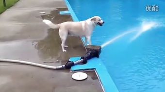 星际争霸中，说虫族的9D 或12D 开局是什么意思？