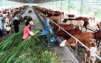 农村种什么挣钱？种植致富20个好项目