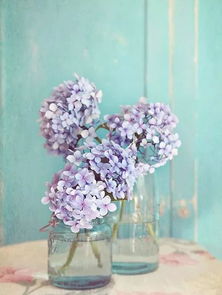 买回家的鲜花怎么醒花康乃馨