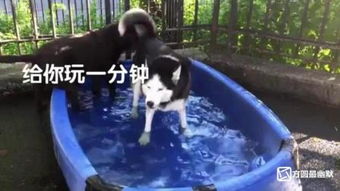 狗池戴维斯怎么死的?