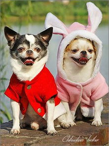 宠物衣服都有什么类型的？