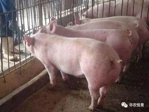 大白猪和长白猪的区别是什么