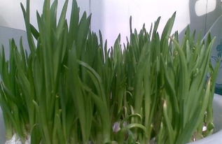 无土蒜苗怎么种植在家