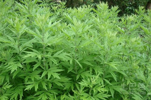 艾叶泡脚的功效