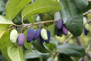 桂花树种子怎么种