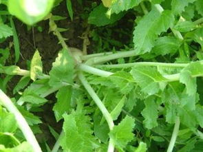 萝卜叶子怎么做好吃