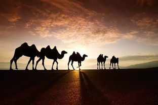 攀登高峰望故乡是什么歌曲，攀登高峰望故乡歌词