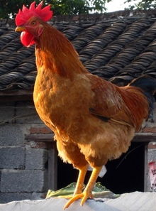 做梦梦到鸡什么意思周公解梦