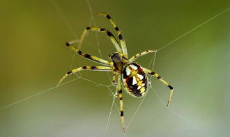 梦见蜘蛛和蜘蛛网是什么预兆