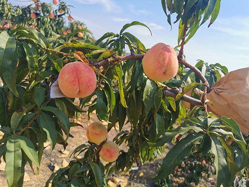 在家养什么能赚钱