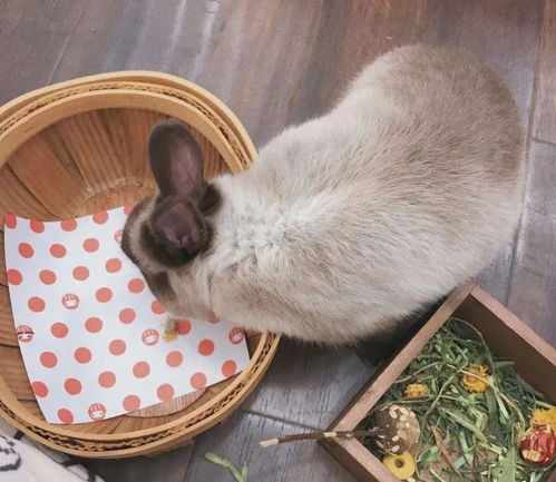 月宫的兔区是什么？