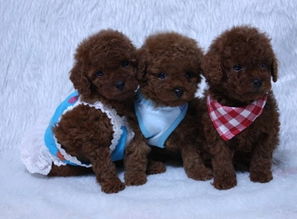 茶杯泰迪能长多大？