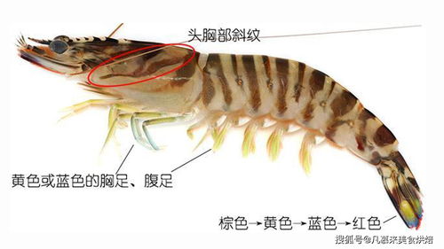 今天买了海虾，但是不知道是不是真的海虾，看下图片
