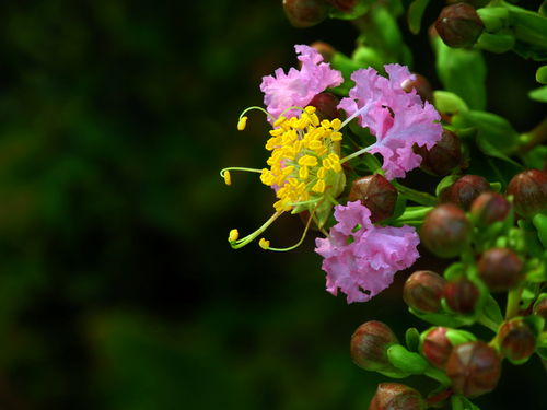 千日红花图片,花无百日红,人无再少年,下一句是什么