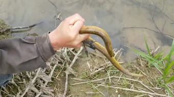 黄鳝清蒸怎么做法视频