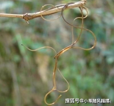 大脑有可能是一种有自我意识的寄生体吗？