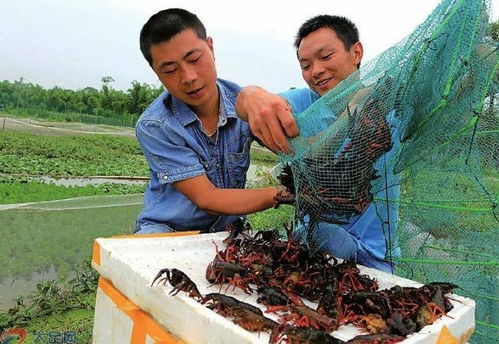 现在养殖什么最稳定又最赚钱？