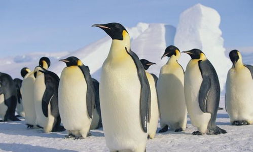 网络语言“企鹅”是什么意思