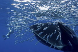 巨鲸音乐盒,巨鲸音乐网官网