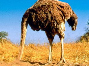 什么是鸵鸟政策？