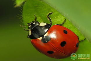 七星瓢虫喜欢吃什么？