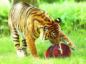 苏门答腊虎鱼和印尼虎的区别,苏门答腊虎鱼变黑