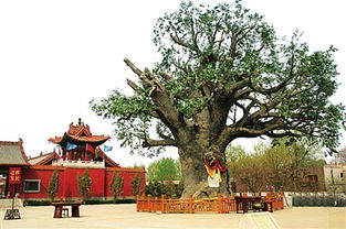 大槐树迁出姓氏名单大全