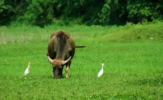成都市区有什么好玩的