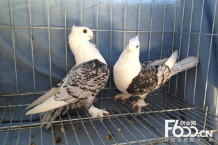 养虫子赚钱吗,怎么养鸽子挣钱