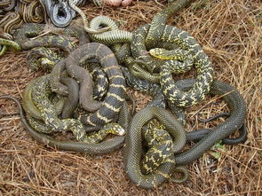 做梦梦见很多蛇大蛇小蛇都有