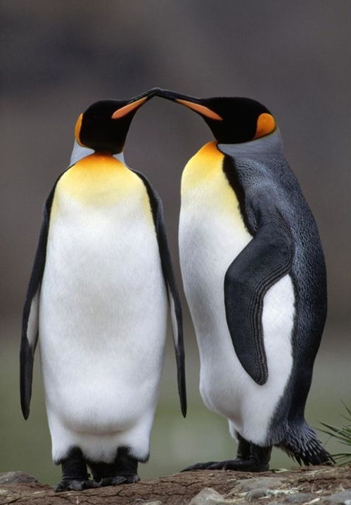 “企鹅”是什么意思？